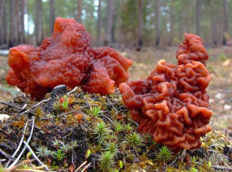   ,   Gyromitra esculenta